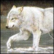 gelert